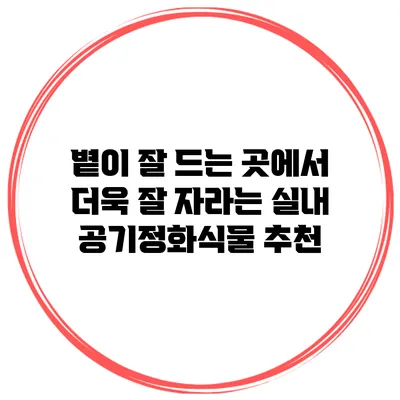 볕이 잘 드는 곳에서 더욱 잘 자라는 실내 공기정화식물 추천
